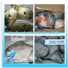 Frozen golden pomfret pompano/red pomfret pompano fish